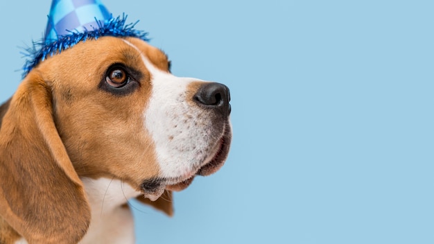 Vue de face du concept de chien mignon drôle