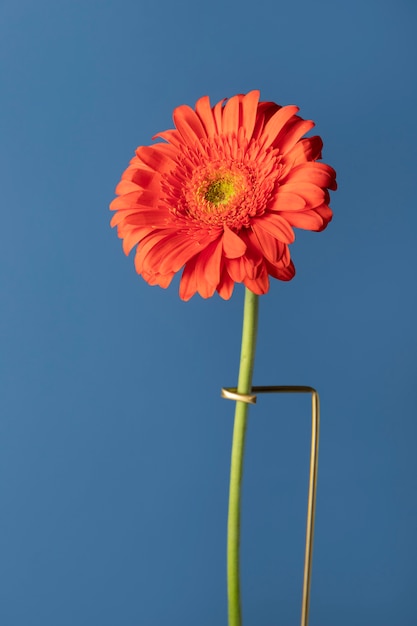 Vue de face du décor marguerite avec support