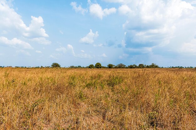 Vue de face du paysage naturel africain avec végétation