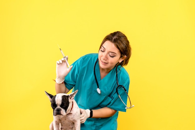 Vue de face de la femme vétérinaire injectant petit chien sur mur jaune