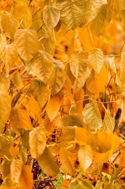 Vue de face des feuilles jaunes