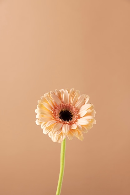 Vue de face de la fleur avec espace de copie