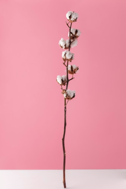 Vue de face de fleurs de coton