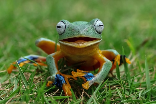 Photo gratuite vue de face de la grenouille arboricole de java sur l'herbe la grenouille volante a l'air de rire