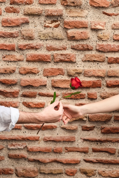 Vue de face de l'homme offrant rose à femme