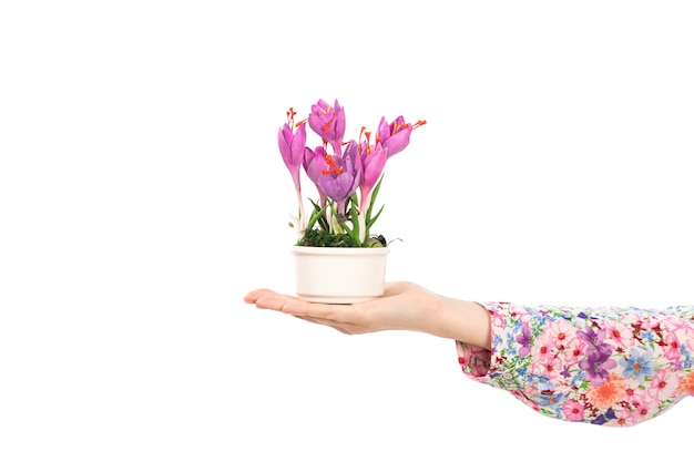 Une vue de face jeune femme séduisante en chemise conçue de fleurs colorées tenant des plantes à fleurs violettes sur le blanc