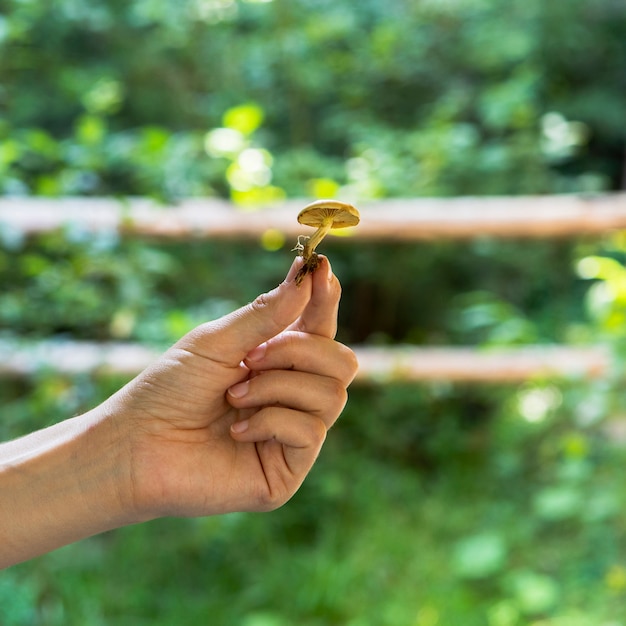 Vue de face, main tenant un champignon dans la nature