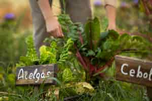 Photo gratuite vue de face mains tenant la plante