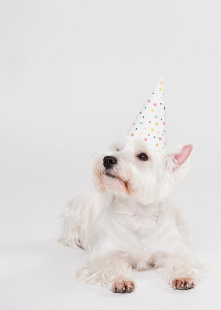 Vue de face mignon chien assis