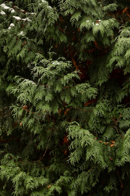 Vue de face neige sur plante verte