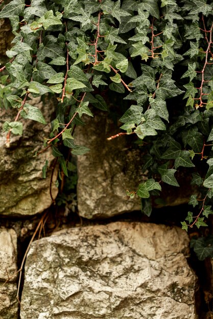 Vue de face d'une plante verte sur des pierres