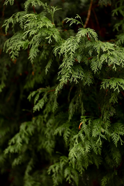 Vue de face de la plante verte