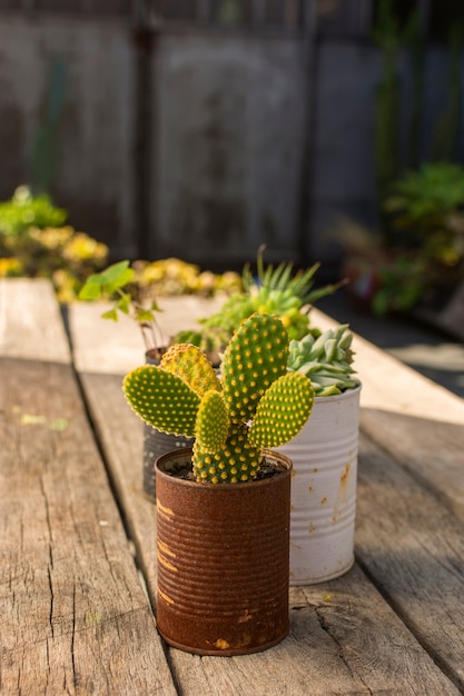 Vue de face de plantes mignonnes en pots