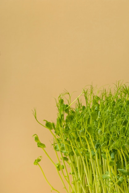 Vue de face des pois chiches