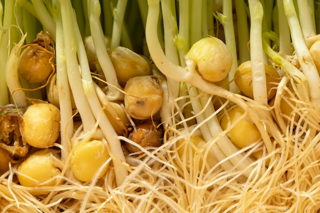 Vue de face des pois chiches