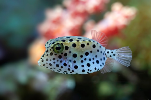 Photo gratuite vue de face de poisson-globe gros plan visage mignon de poisson-globe