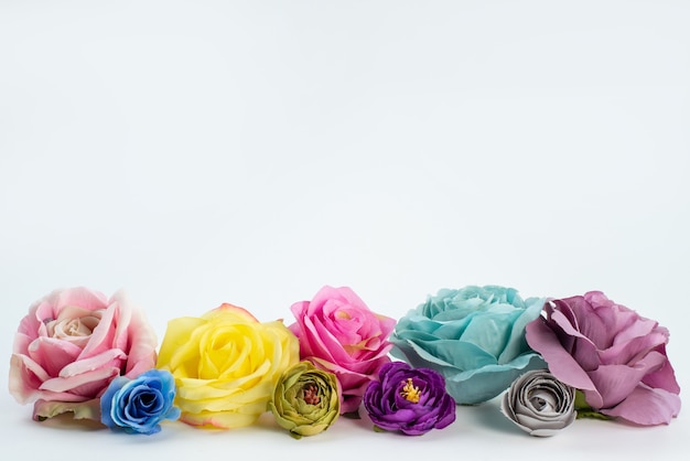 Une vue de face roses colorées belles et élégantes fleurs sur blanc, plante à fleurs de couleur