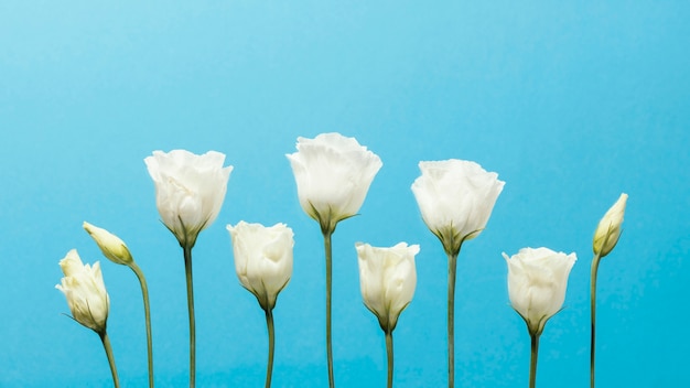 Vue de face des roses de printemps