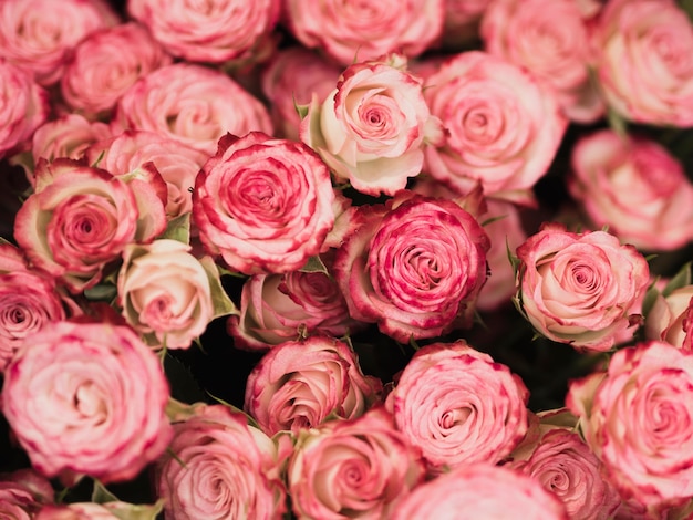 Vue de face de roses romantiques