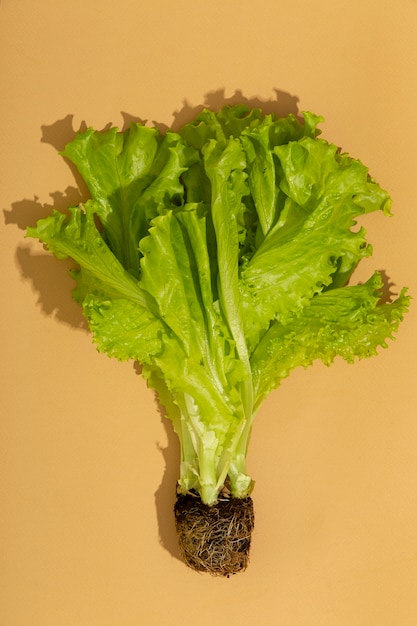 Vue de face d'une salade