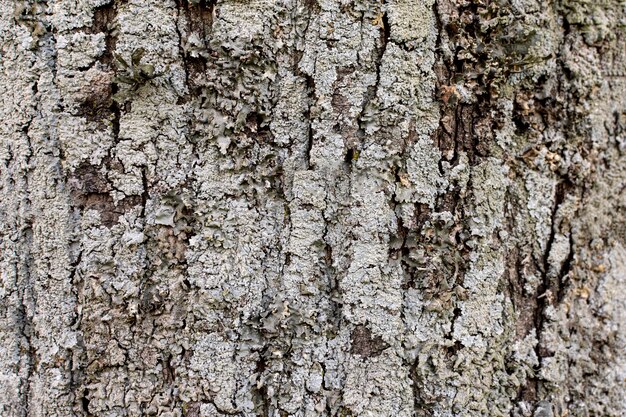 Vue de face de la surface de l'écorce des arbres