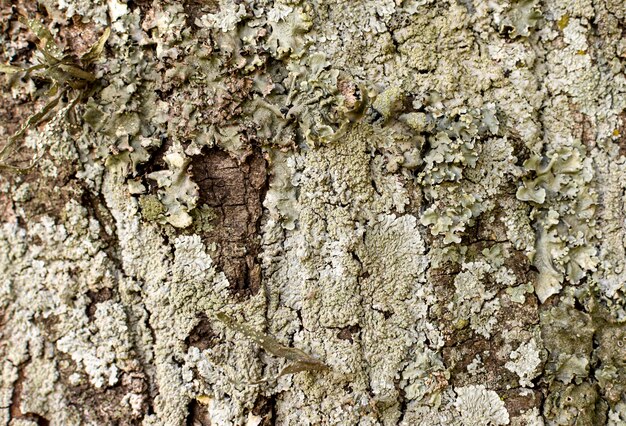 Vue de face de la surface de l'écorce des arbres