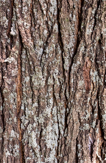 Vue de face de la surface de l'écorce des arbres