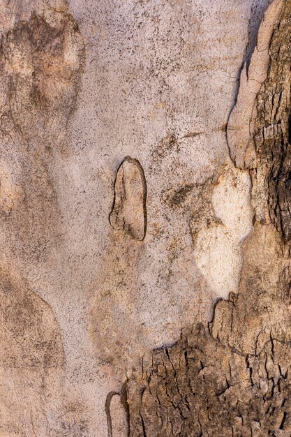 Vue de face de la surface de l'écorce des arbres