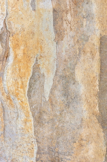 Vue De Face De La Surface De L'écorce Des Arbres