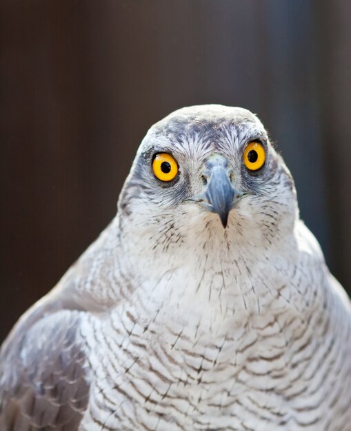 Vue de face de la tête de Hawk