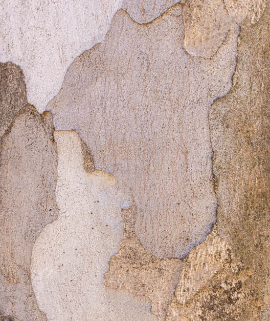 Vue de face de la texture de l'écorce des arbres