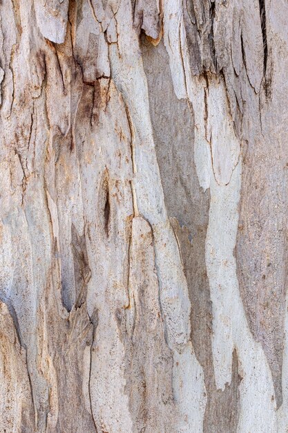 Vue de face de la texture de l'écorce des arbres