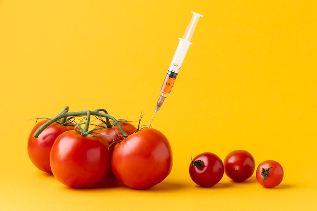 Vue de face des tomates modifiées OGM