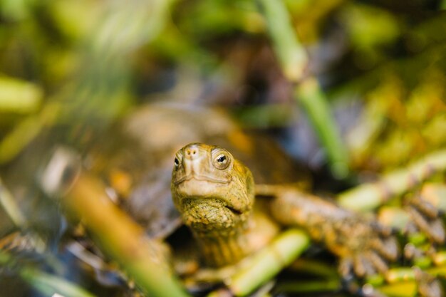 Vue de face de la tortue