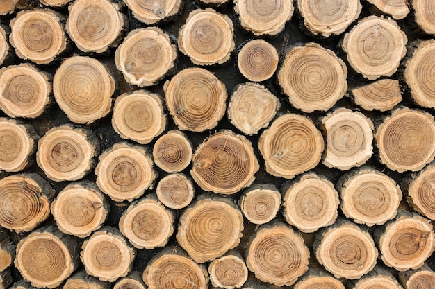 Vue de face des troncs d'arbres