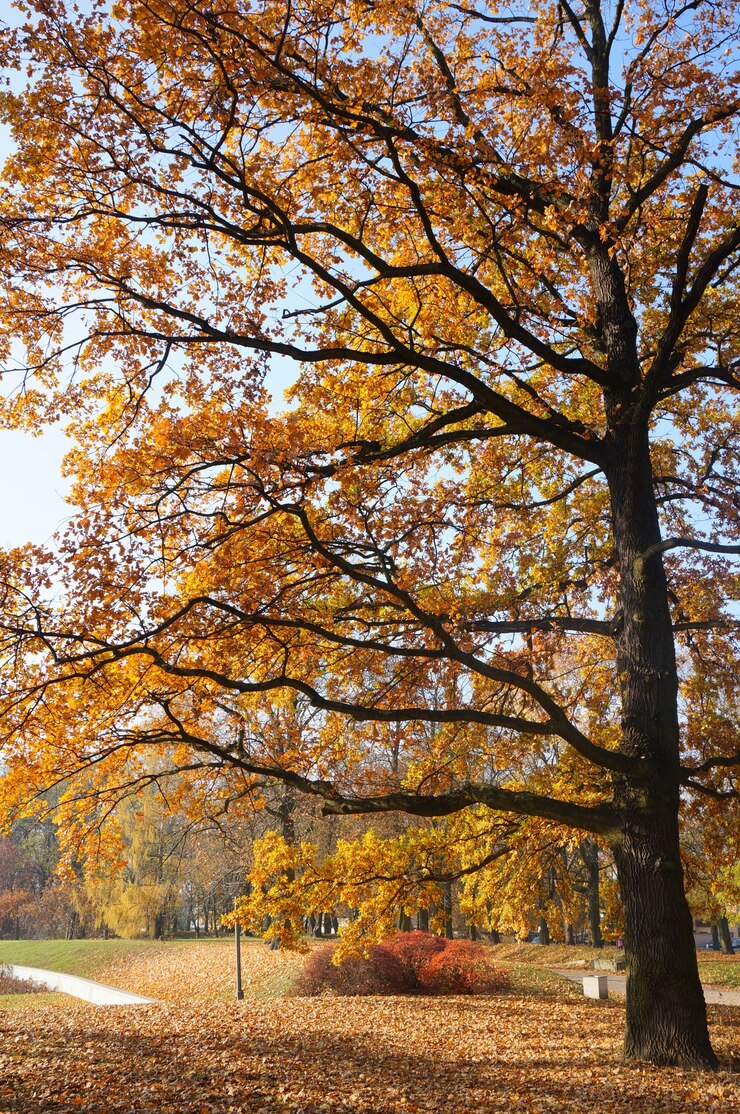 Photo gratuit vue fascinante de l'arbre haut aux feuilles jaunes dans le parc