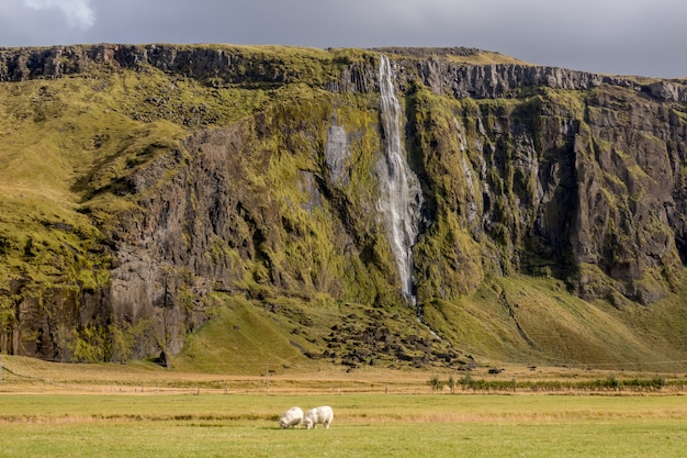 Vue fascinante de la cascade avec des moutons paissant au premier plan en Islande