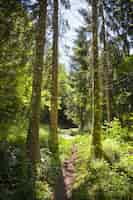 Photo gratuite vue fascinante sur une forêt par une journée ensoleillée à montanges, france