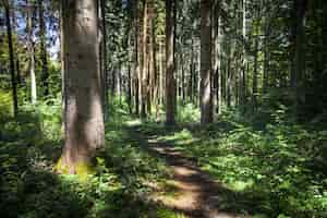 Photo gratuite vue fascinante sur une forêt par une journée ensoleillée à montanges, france