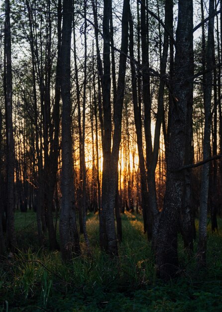 Vue fascinante sur les grands arbres et l'herbe de la forêt au coucher du soleil