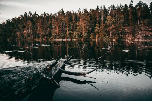 Vue fascinante sur un lac calme avec un arbre tombé et une forêt côtière sous un ciel blanc