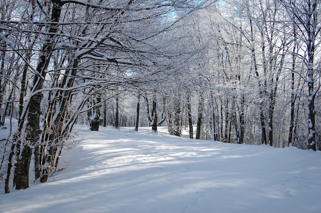 Vue fascinante sur le parc en hiver couvert de neige