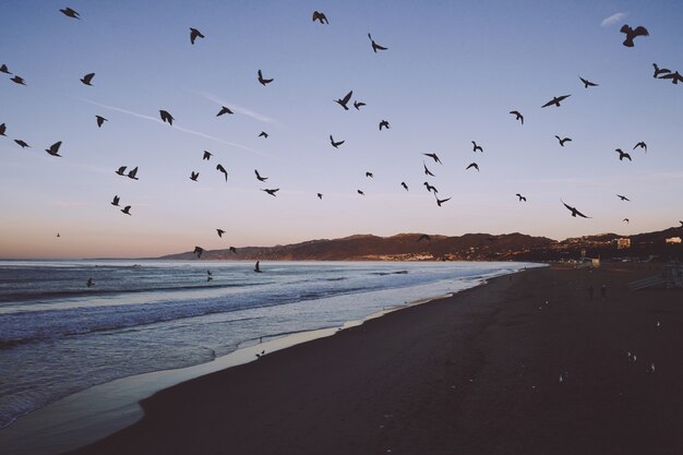 Vue fascinante d'une plage avec des oiseaux qui la survolent