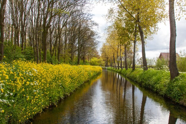 Vue fascinante sur la rivière entourée de fleurs jaunes et de grands arbres dans une campagne néerlandaise