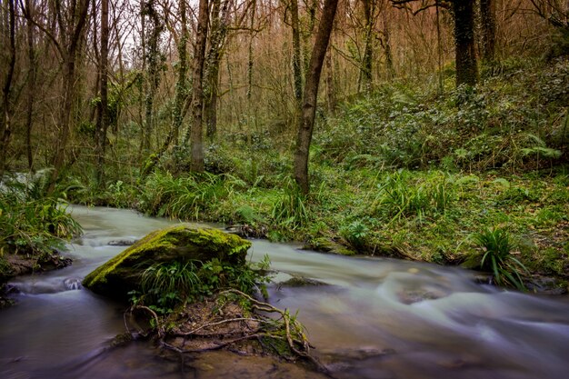 Vue fascinante sur le ruisseau d'eau dans la forêt entourée d'herbe et d'arbres