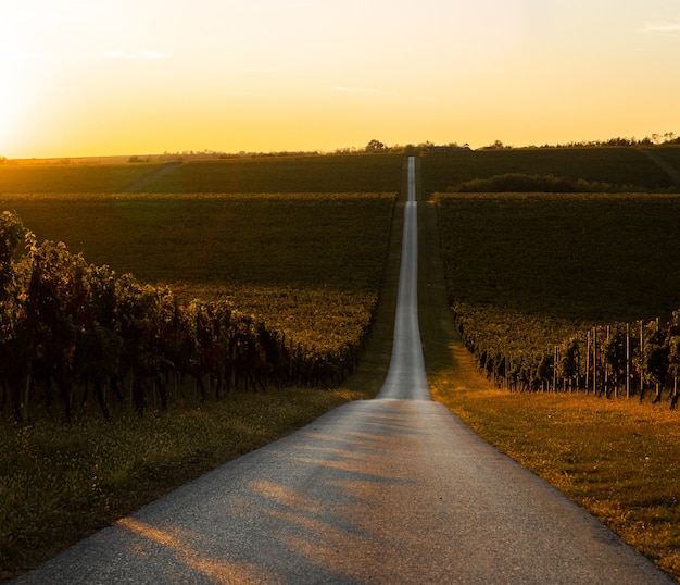 Vue fascinante d'un vignoble se transformant en champs dorés au lever du soleil