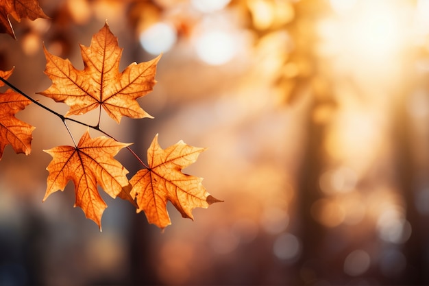 Photo gratuite vue des feuilles d'automne sèches tombées sur le trottoir de la rue