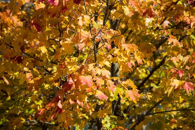 Vue des feuilles d'érable