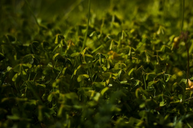 Vue des feuilles vertes en arrière-plan