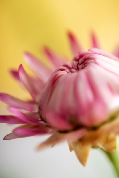 Vue de fleur floue naturelle